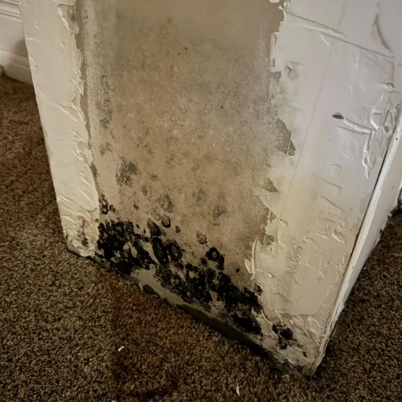 Professional Mold Removal in Ayden, NC